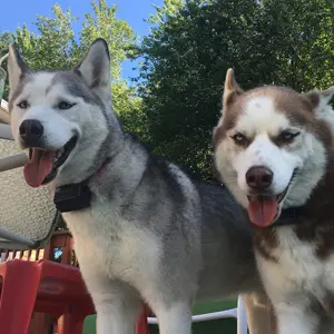 dog fence